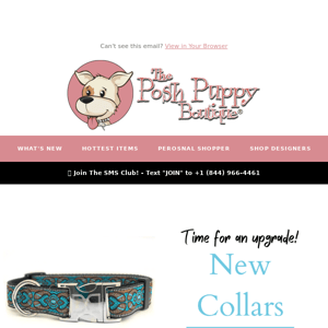 Divine new collars for your pup!