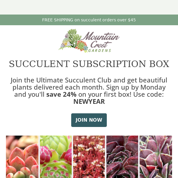 The Ultimate Succulent Club 🌵 New Year's Special