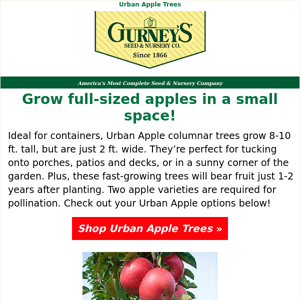 Grow an apple on your patio!