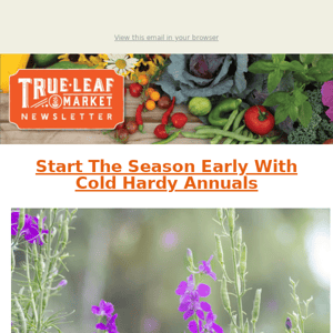 Grow Early With These Cold Hardy Annuals 🌼 | TLM Newsletter