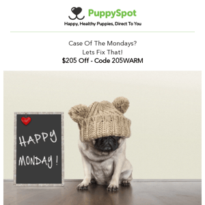 Start Your Week With The Love Of New Puppy!