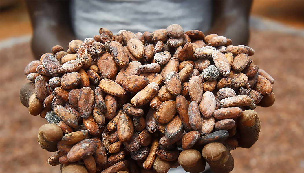 Vendredi, vers 15h40 GMT, à Londres, la tonne de cacao pour livraison en septembre valait 6261 livres sterling, contre 8504 livres sterling une semaine plus tôt.
