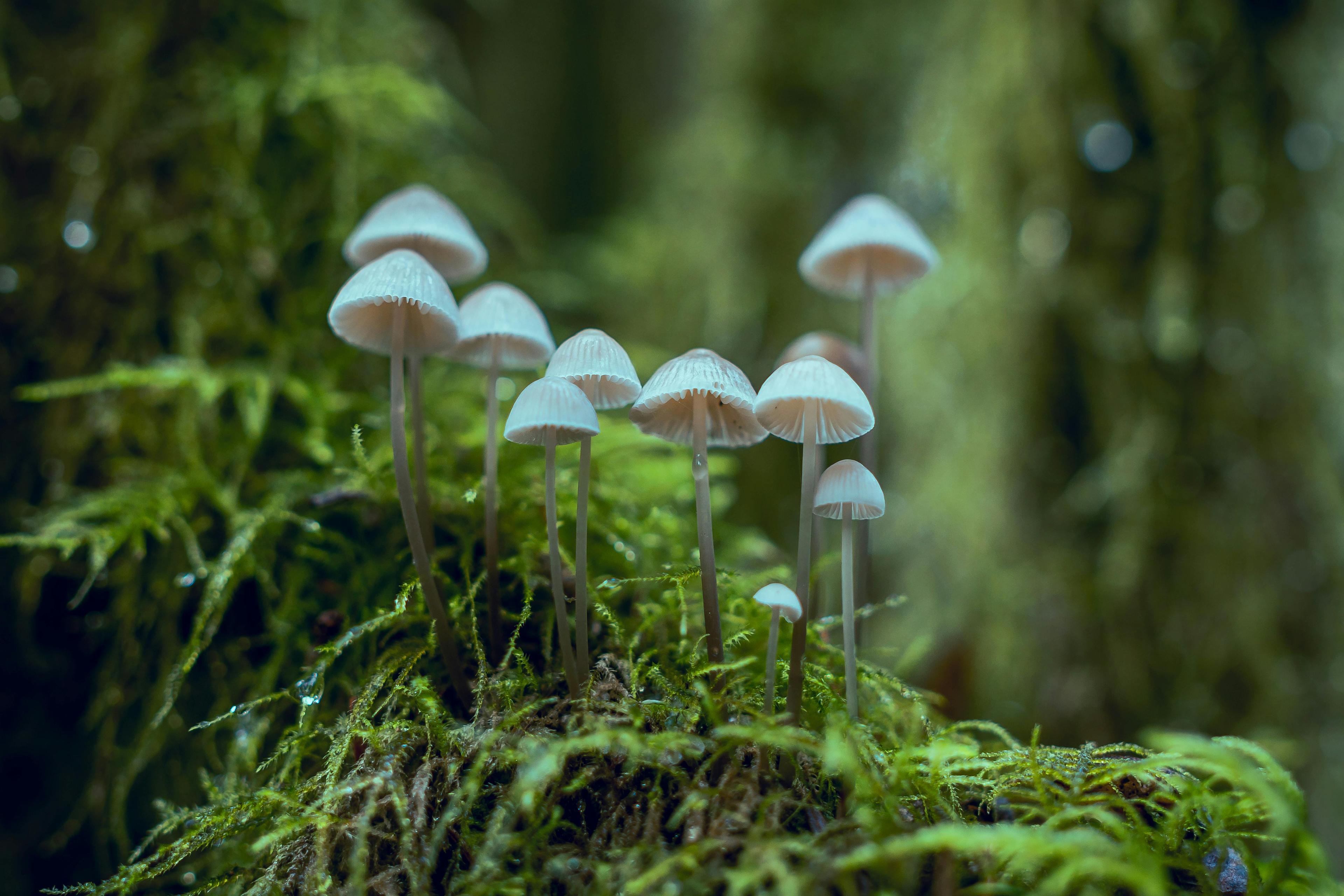 De la cuisine au rayon beauté, l’étonnant parcours des champignons