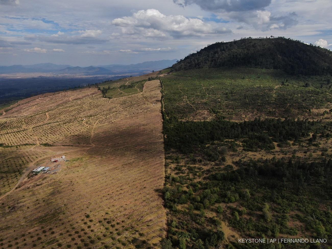 «L’entrée en vigueur du règlement [européen] contre la déforestation importée (interdisant l’importation d’huile de palme, de viande de bœuf, de bois, de café, de cacao et de soja issus d’une terre déboisée depuis le 1er janvier 2021) a été retardée d’un an...»