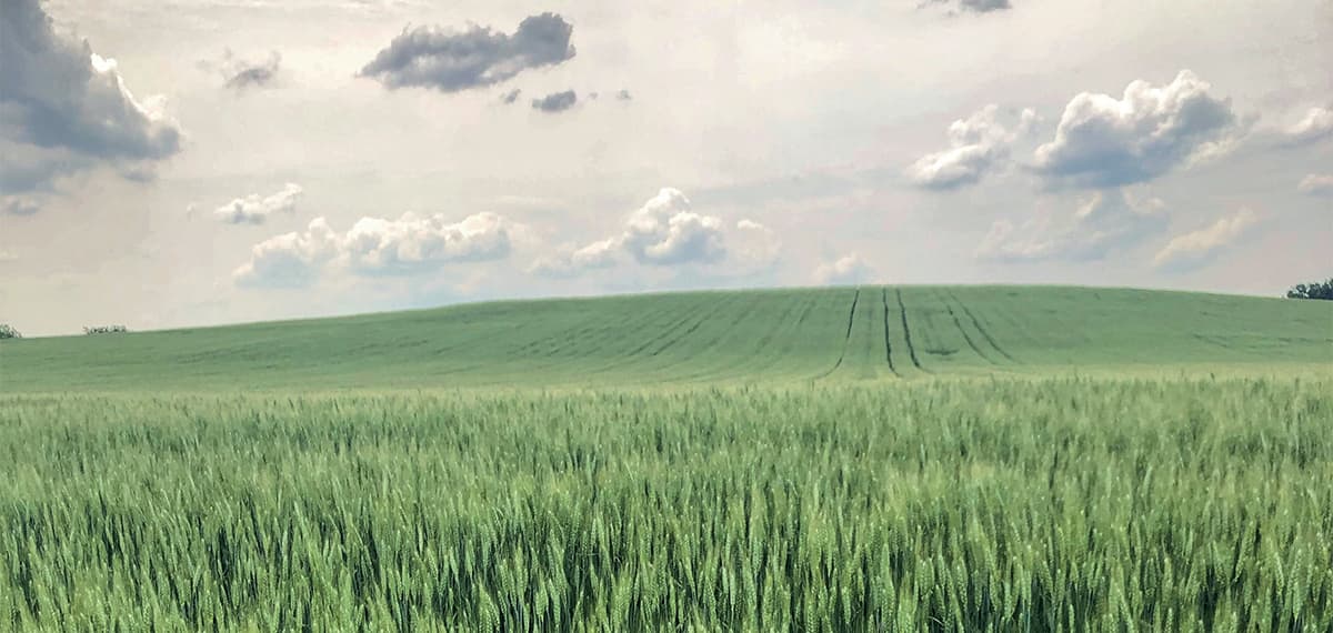 Importance of Grain and Feed Trade Association for feeding the world