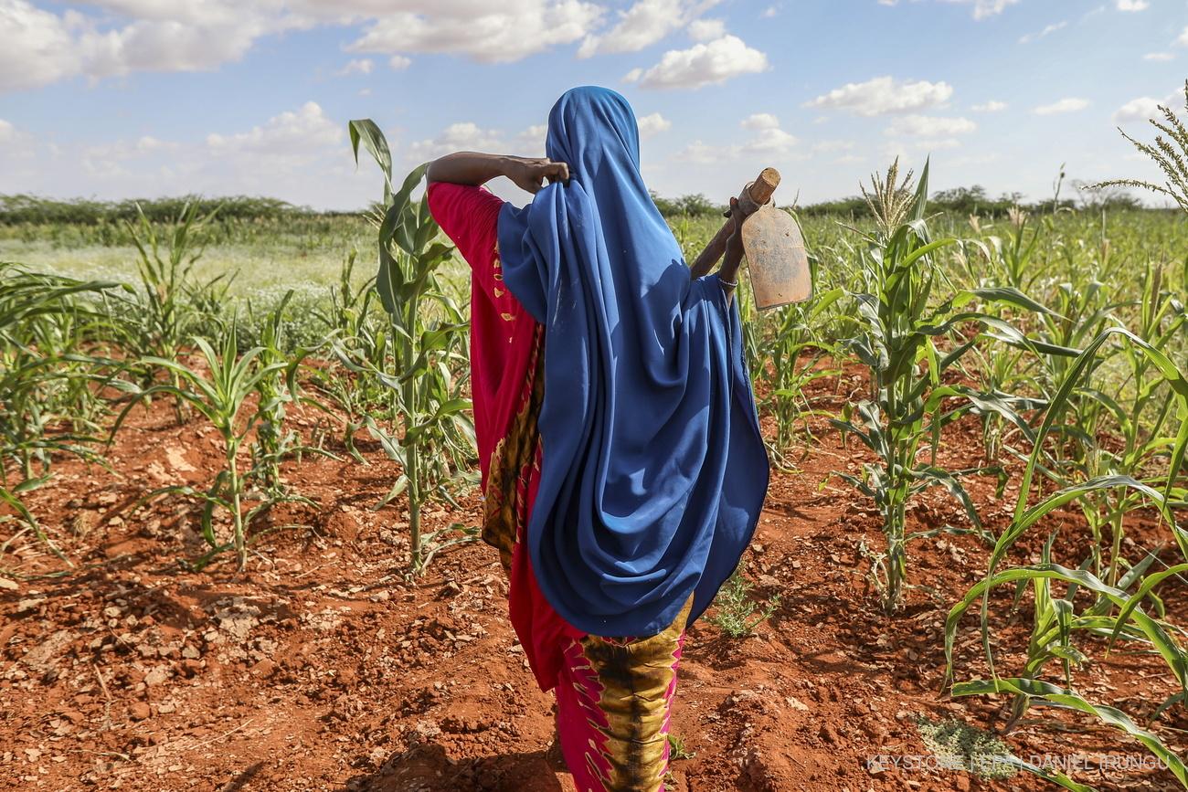 «The World Food Programme estimates 333 million people are facing acute levels of food insecurity, an increase of almost 200 million people since before the pandemic.»