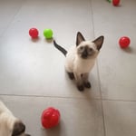 Siamese Kittens for Sale