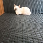 Siamese Kittens for Sale