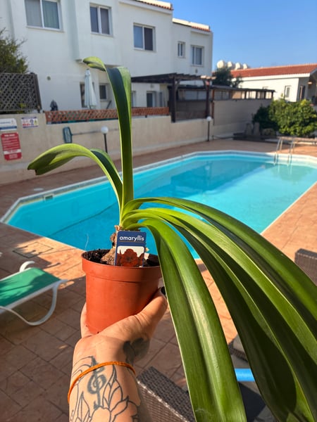Amaryllis Plant in Pot