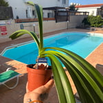 Amaryllis Plant in Pot