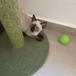 Siamese Kittens for Sale