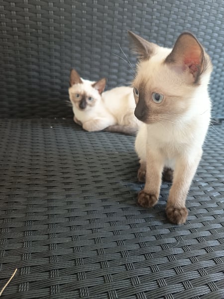 Siamese Kittens for Sale