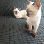 Siamese Kittens for Sale