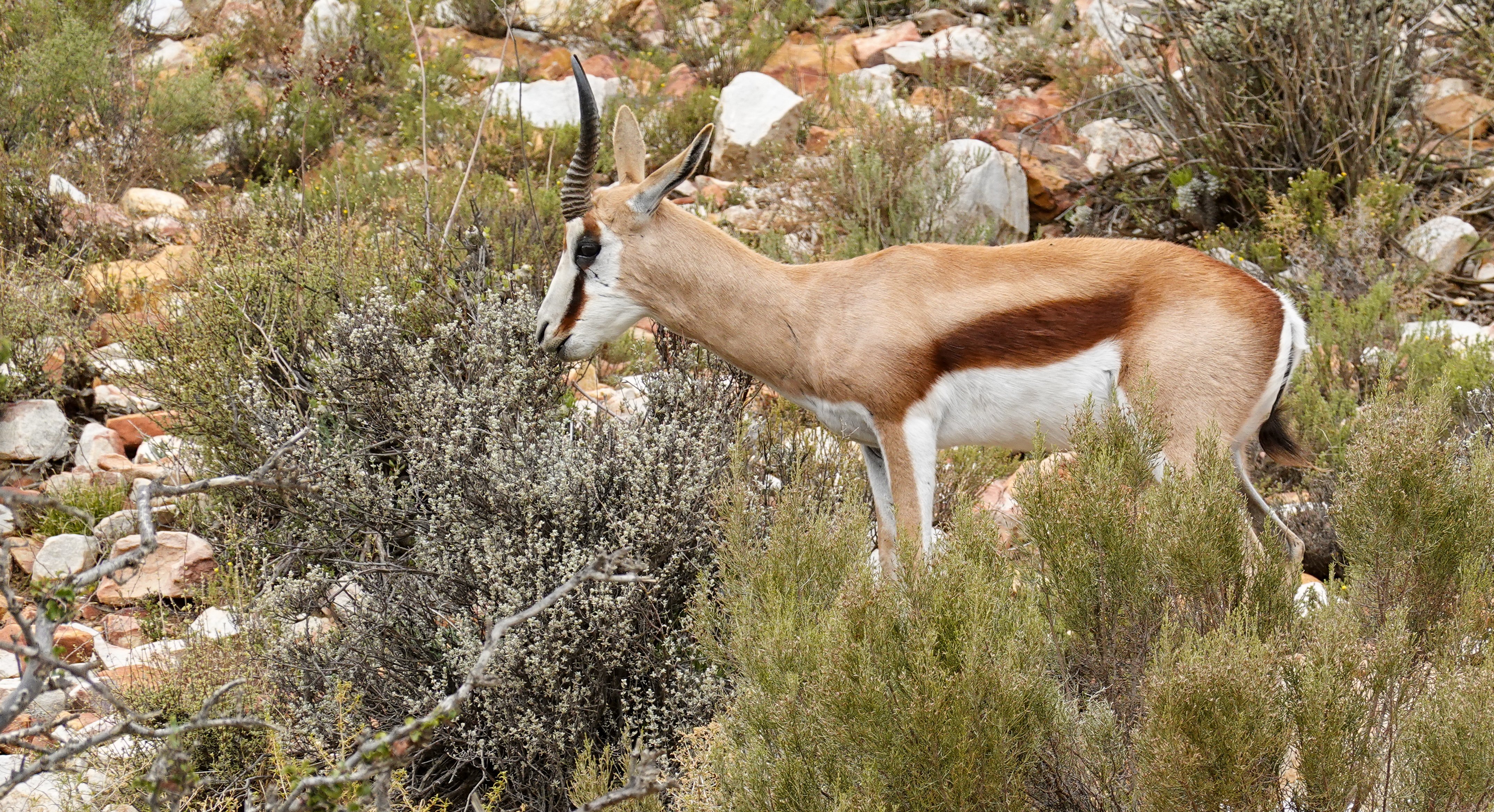 Cape Town, South Africa – Jennidale