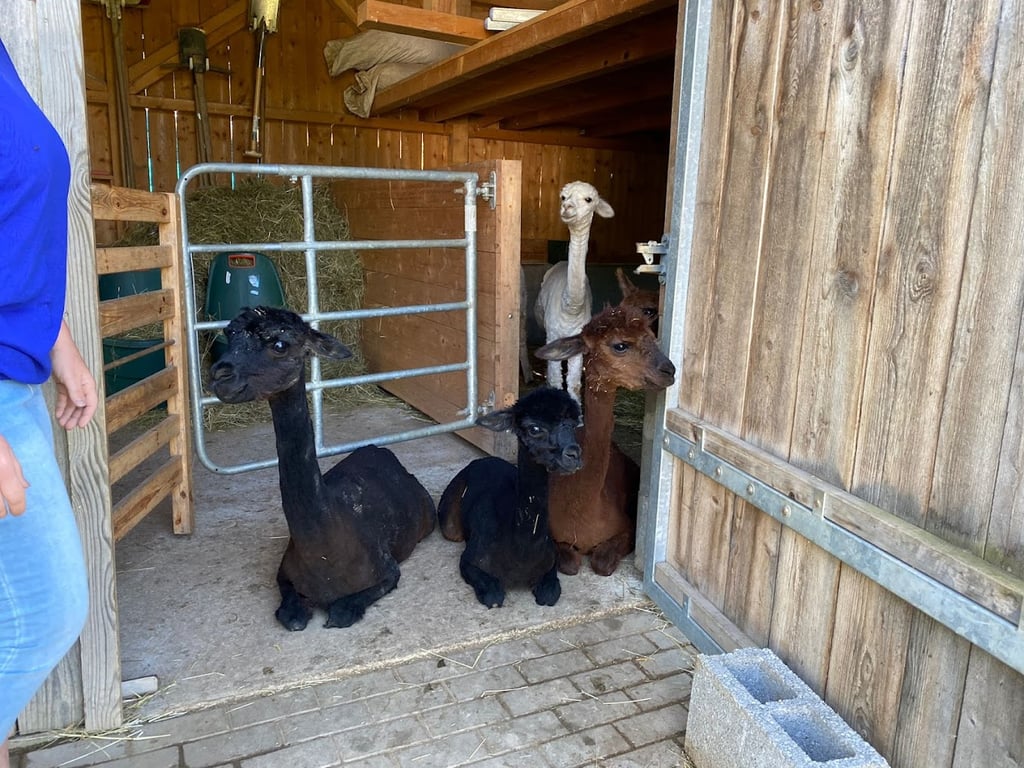 Alpakahof Straubinger