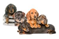 Freiheit auf 4 pfoten