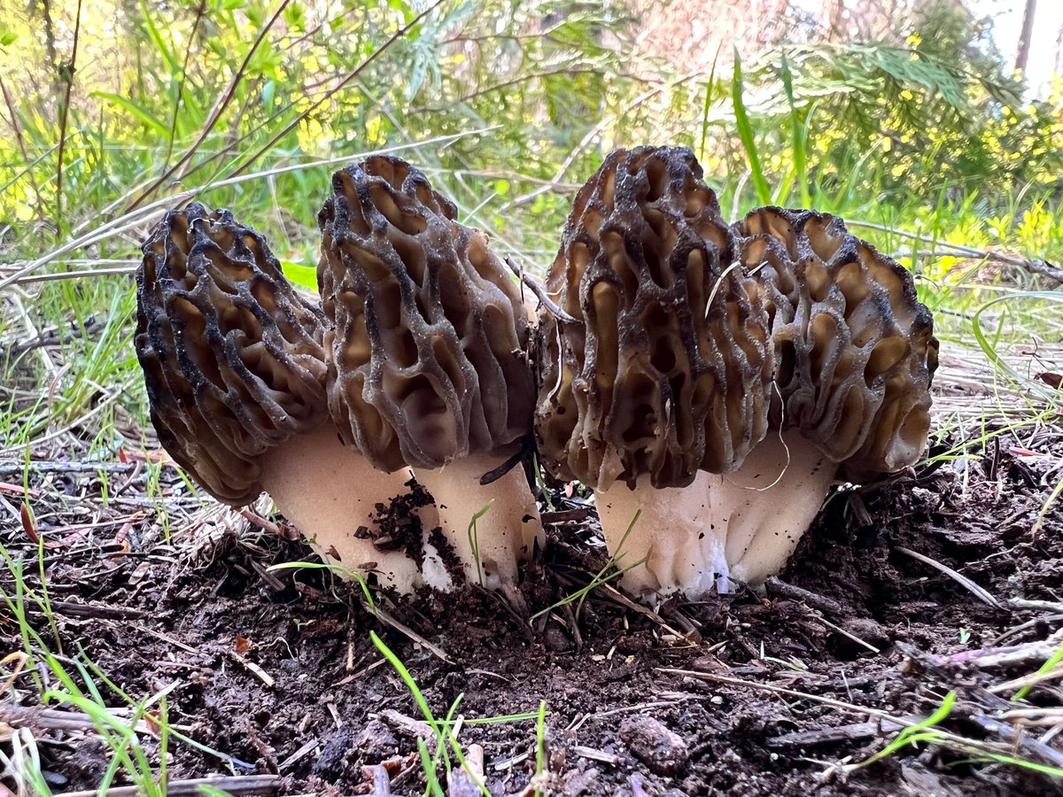 Natural morel (Morchella snyderi) fruiting with live conifer trees in Pacific Northwest forest