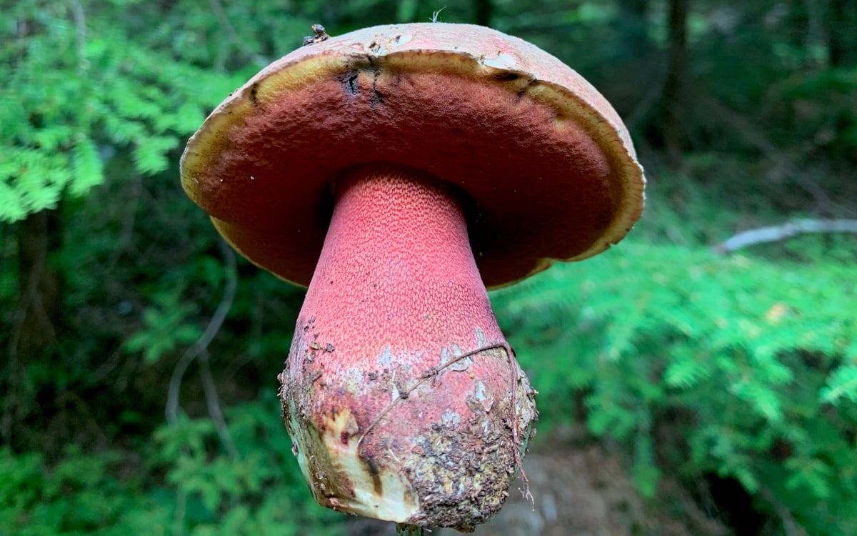 Red-pored bolete with red pores and a reddish stem