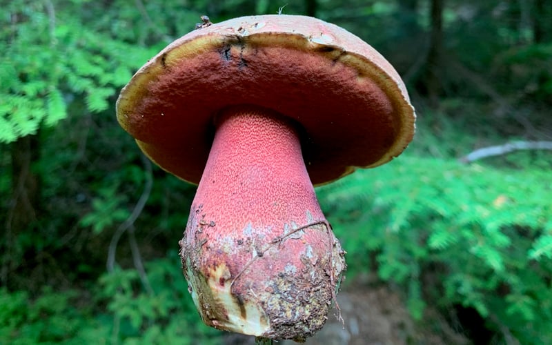 Red-pored bolete (Rubroboletus pulcherrimus) held up to show its deep red pore surface and thick red stem covered in fine red netting