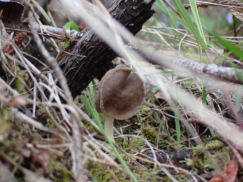 Helvella elastica showing gray saddle-shaped cap on slender smooth white stipe