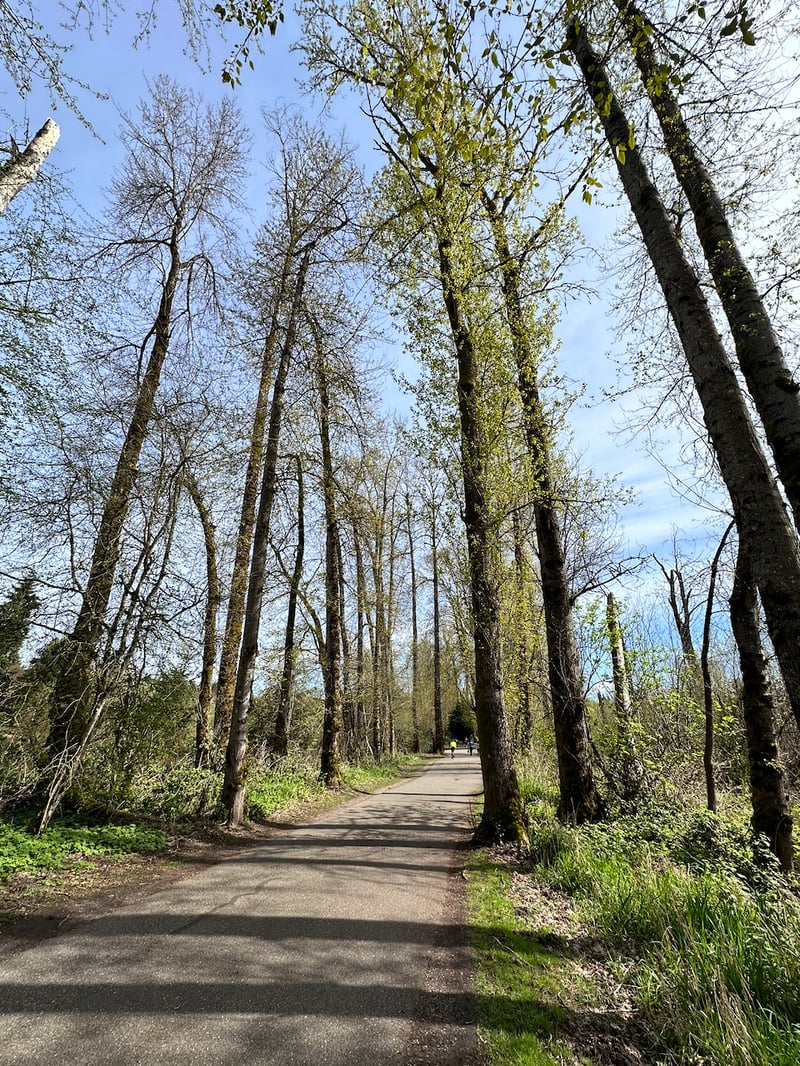 Tall black cottonwoods lining a riverside trail
