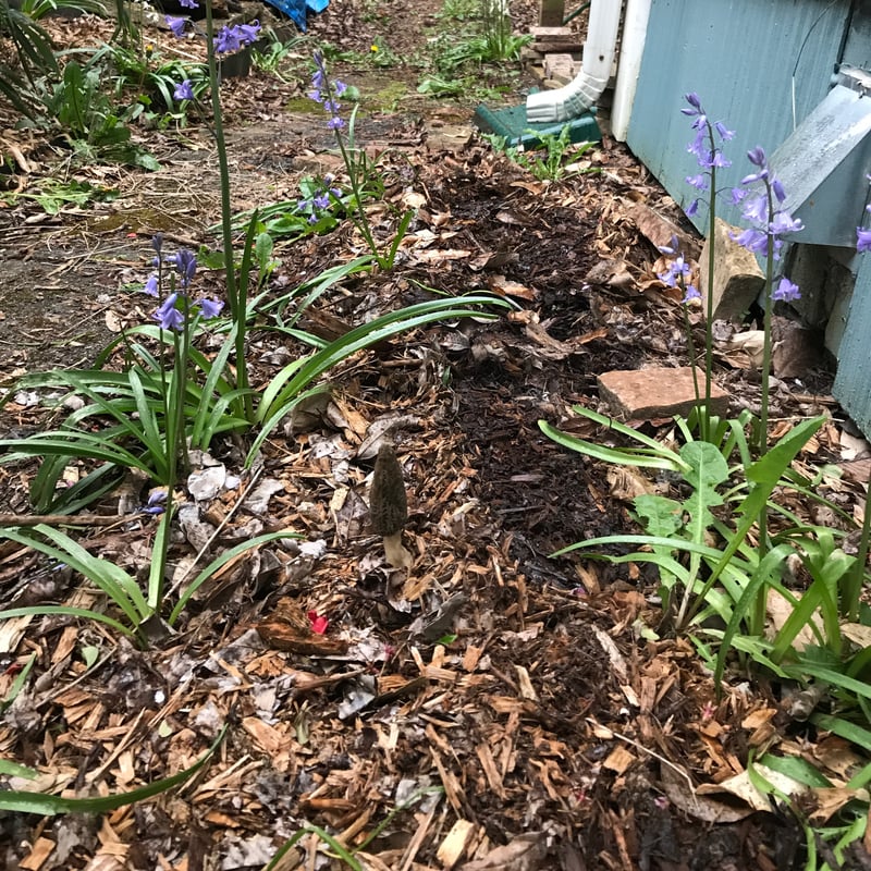 Morel mushroom fruiting in Pacific Northwest forest