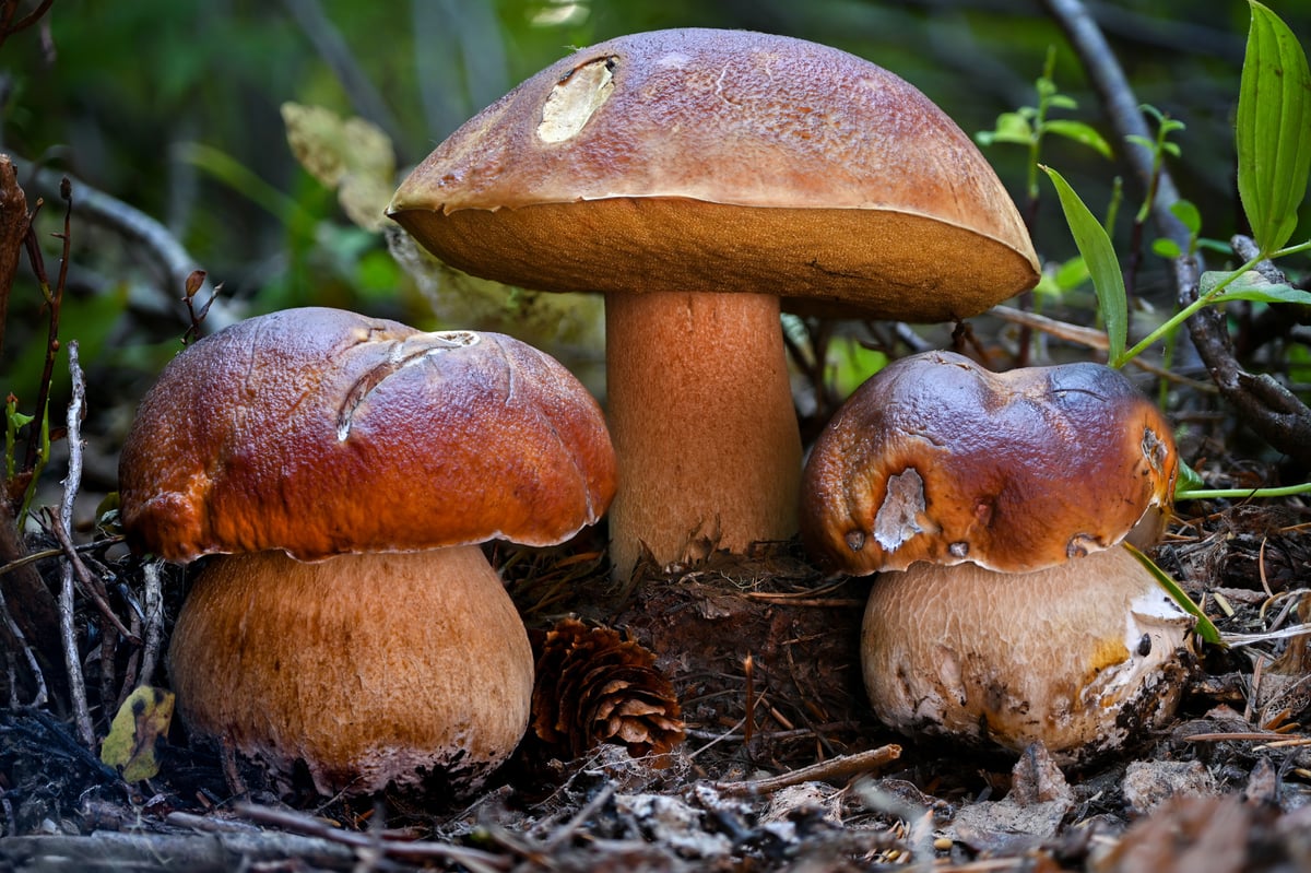 King bolete (Boletus edulis) with brown cap and thick white stem in Pacific Northwest conifer forest