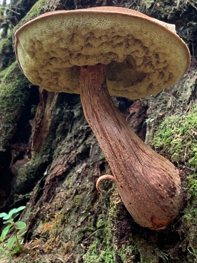Admirable bolete fruiting from mossy decaying hemlock log in Pacific Northwest conifer forest