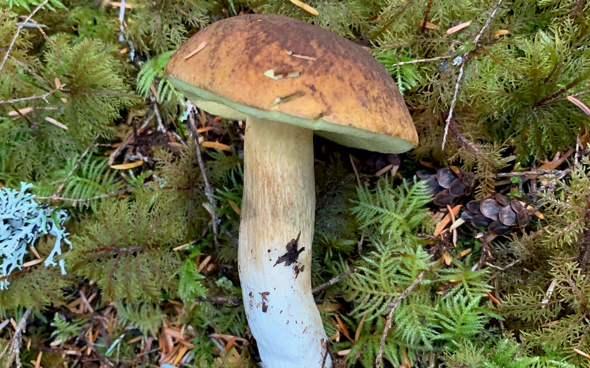 Fibrillose king bolete (Boletus fibrillosus) showing distinctive cap texture