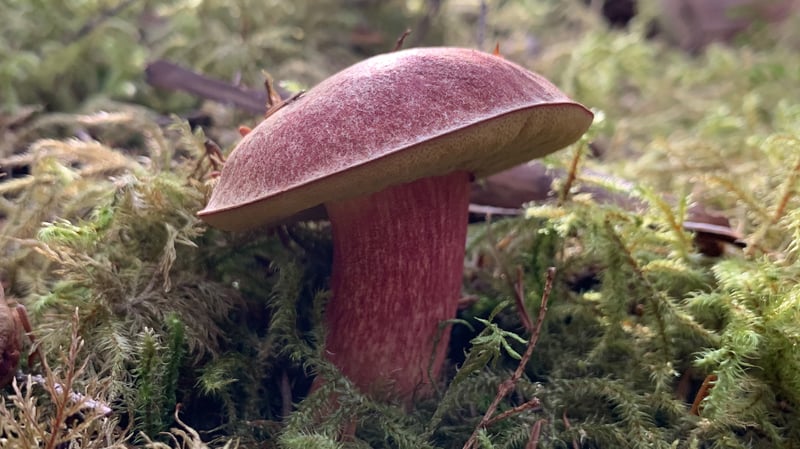 Smith's bolete with a rosy pink, finely velvety cap and a pink-red stem, growing among moss