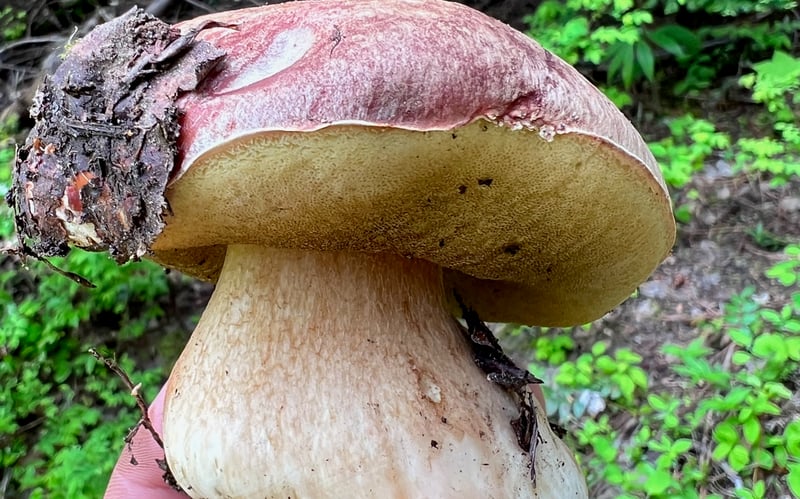 Spring king bolete (Boletus rex-veris) showing pinkish-brown cap with white bloom and reticulated stem, in Pacific Northwest conifer forest