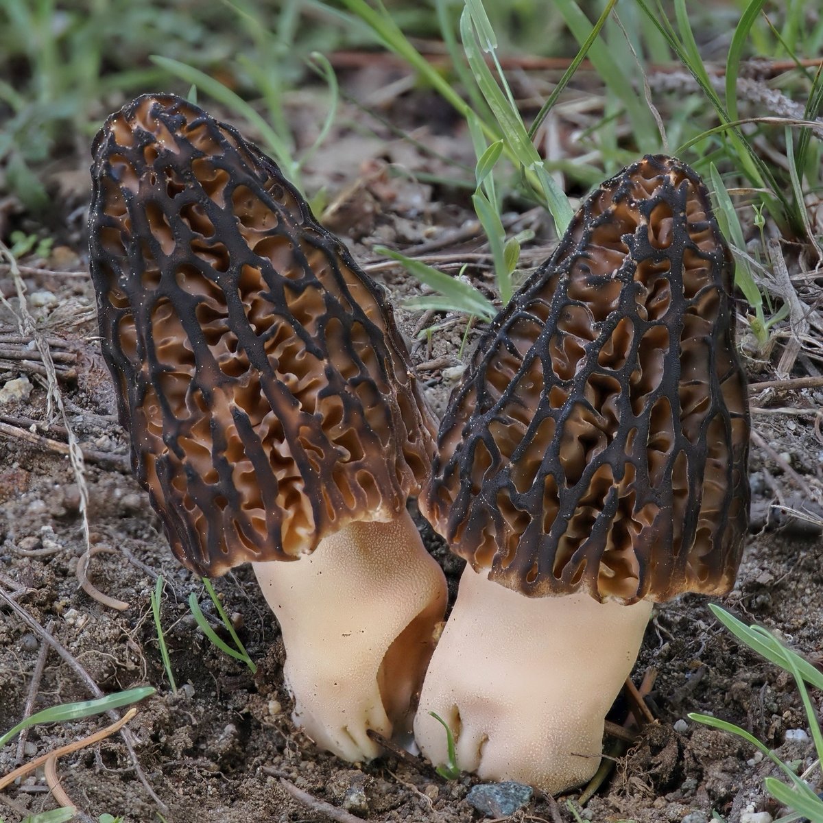 Natural black morel (Morchella snyderi) with honeycomb cap growing in Pacific Northwest forest