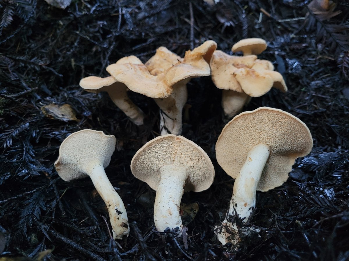 Hedgehog mushroom (Hydnum repandum) showing pale orange cap with tooth-like spines underneath in Pacific Northwest forest