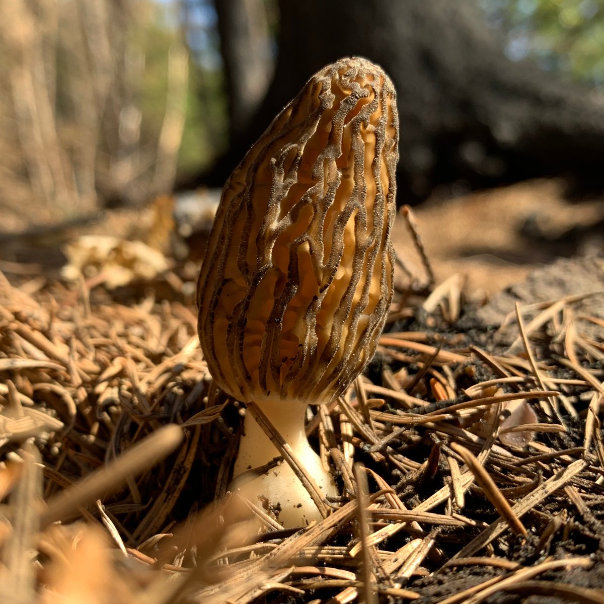 Burn morels fruiting in charred forest in the Pacific Northwest