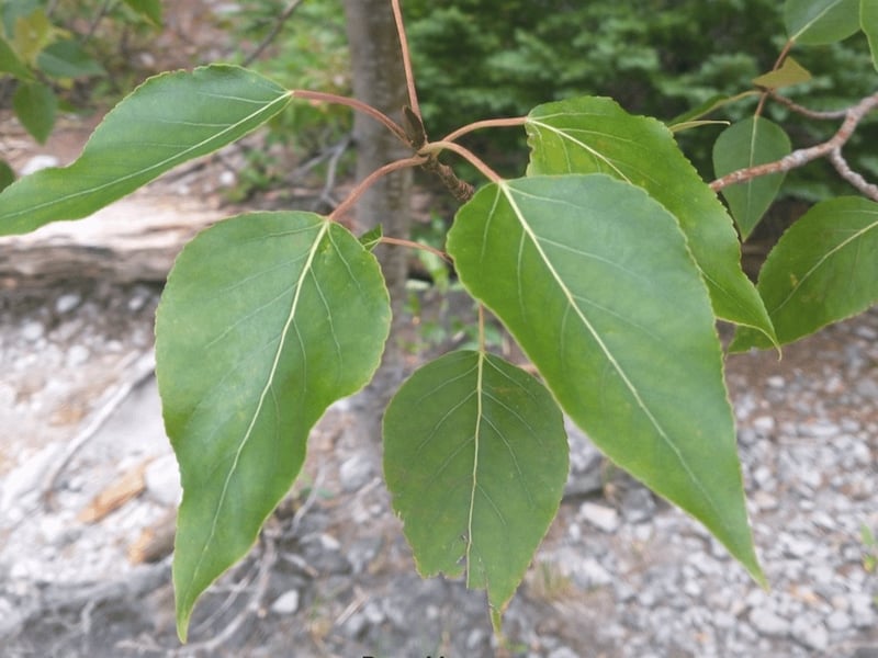 Black cottonwood tree along a Pacific Northwest river corridor
