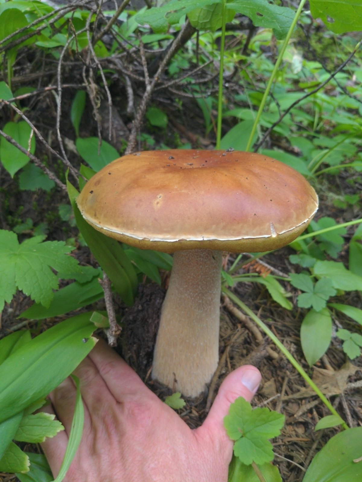 King bolete (Boletus edulis) showing brown cap and white reticulated stem in Pacific Northwest conifer forest