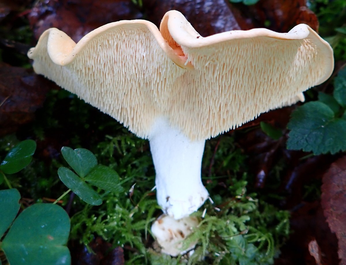 Assorted Pacific Northwest spring mushrooms