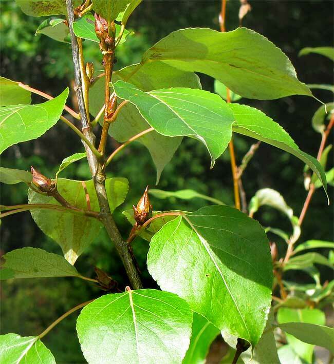 Black cottonwood tree in the Pacific Northwest