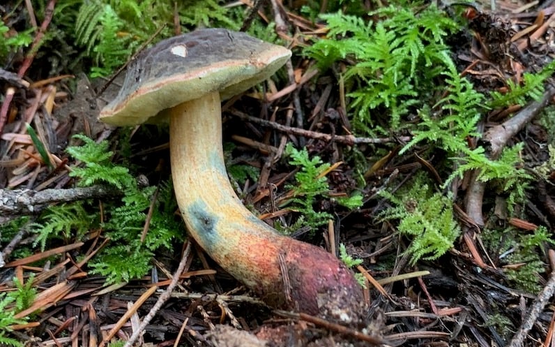 Cracked-cap bolete (Xerocomellus diffractus): olive-brown velvety cap splitting into cracks, yellow pores and a yellow stem with red streaking near the base