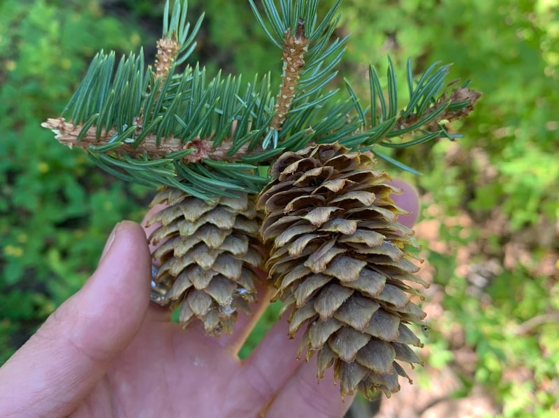 Engelmann spruce tree in high-elevation Pacific Northwest forest