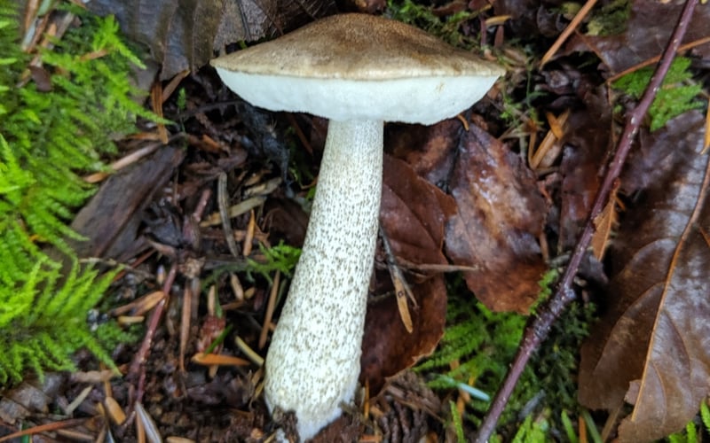 Leccinum scaber stalk mushroom showing characteristic rough scabers on the stem, growing in Pacific Northwest forest