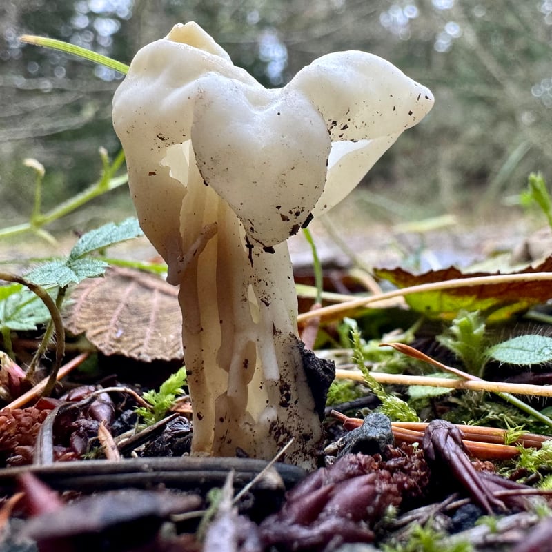 Helvella crispa showing white saddle-shaped cap and ribbed stipe
