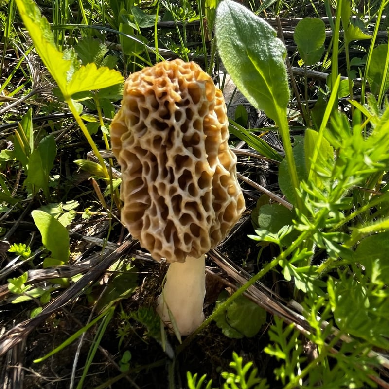 Morel
