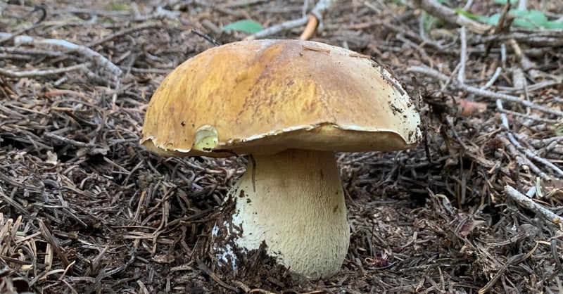 King bolete mushroom (Boletus edulis) showing brown cap and thick reticulated stem, Pacific Northwest