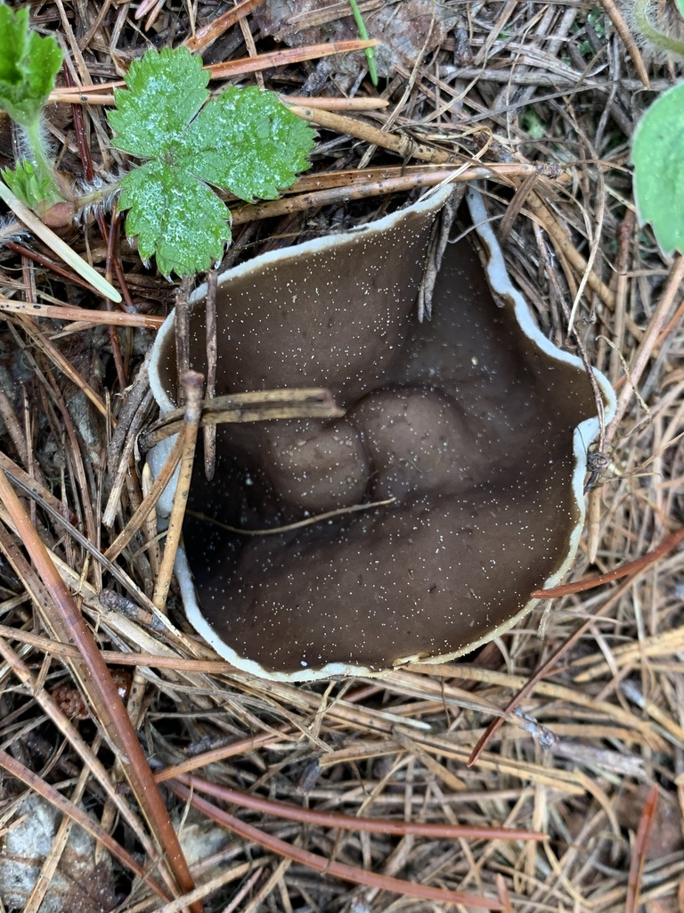 Pseudodiscina melaleucoides cup-shaped gray-brown false morel