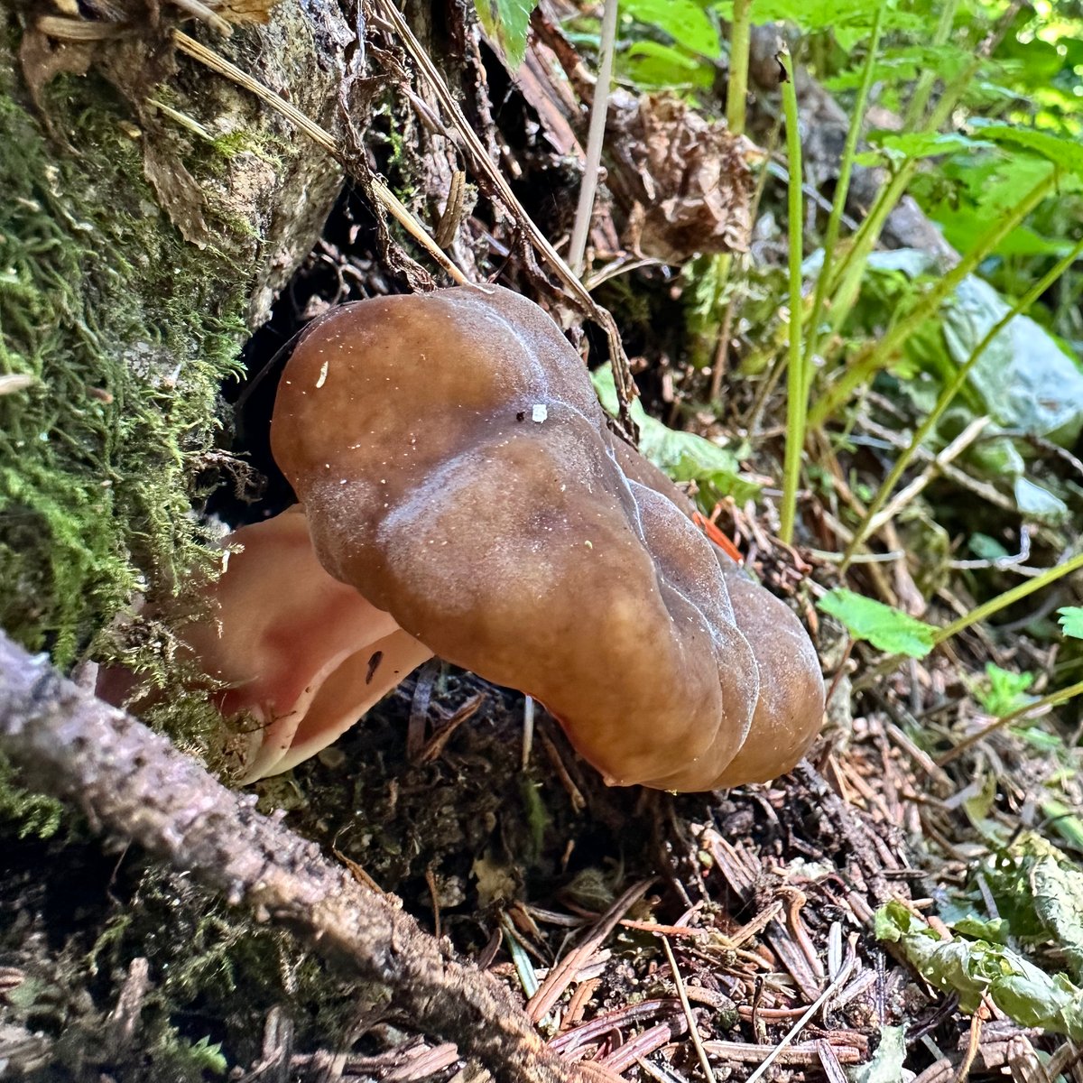 Pseudorhizina californica (pink-stemmed mitre) with brown cap and pinkish-violet stem base