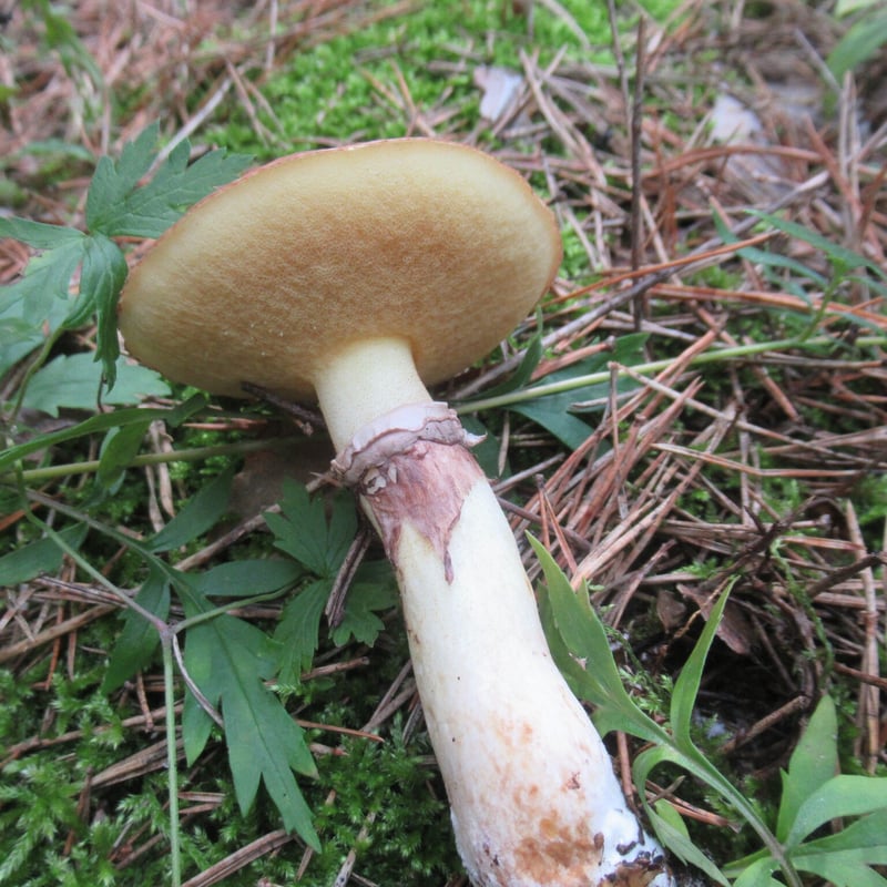 Suillus luteus (slippery jack) showing glossy slimy cap and ring on stem in Pacific Northwest conifer forest