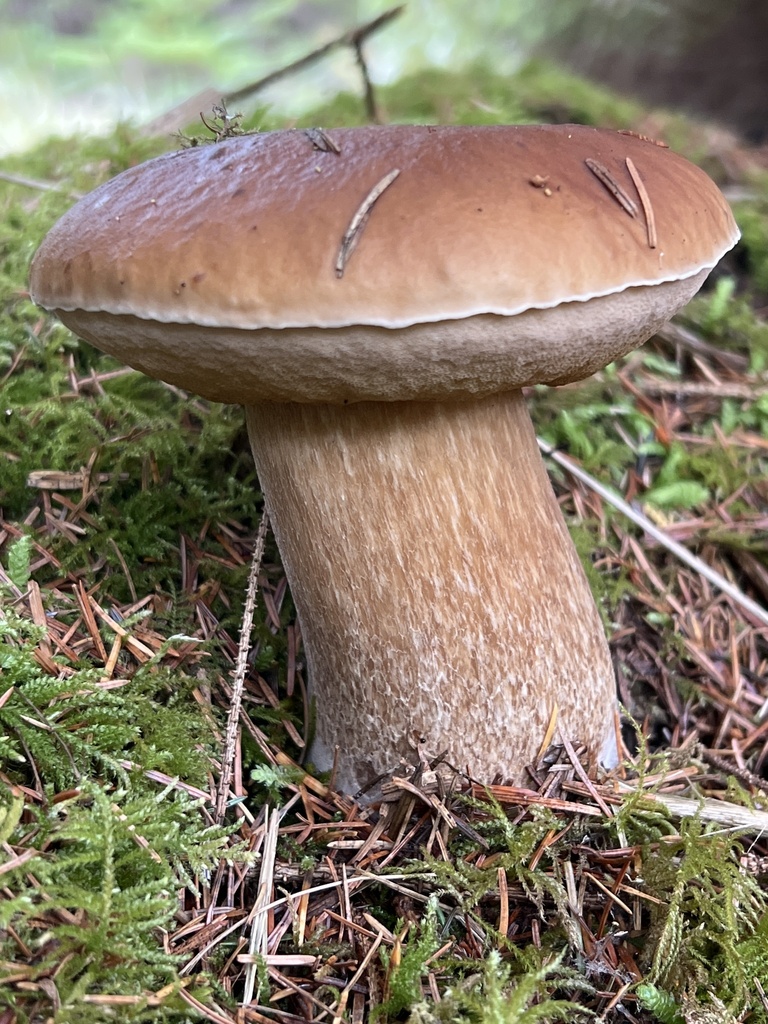 Boletus edulis showing reticulated stem detail and white pore surface, Pacific Northwest mountain forest