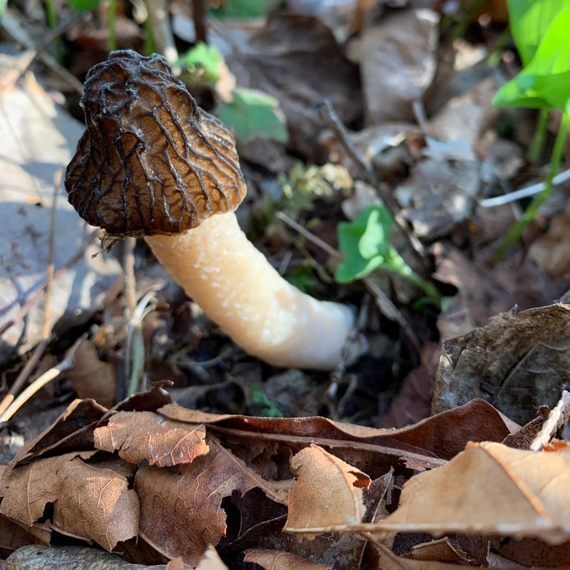 Wrinkled thimble morel (Verpa bohemica) showing wrinkled brown thimble-shaped cap attached only at the top of the stem, found in Pacific Northwest cottonwood habitat