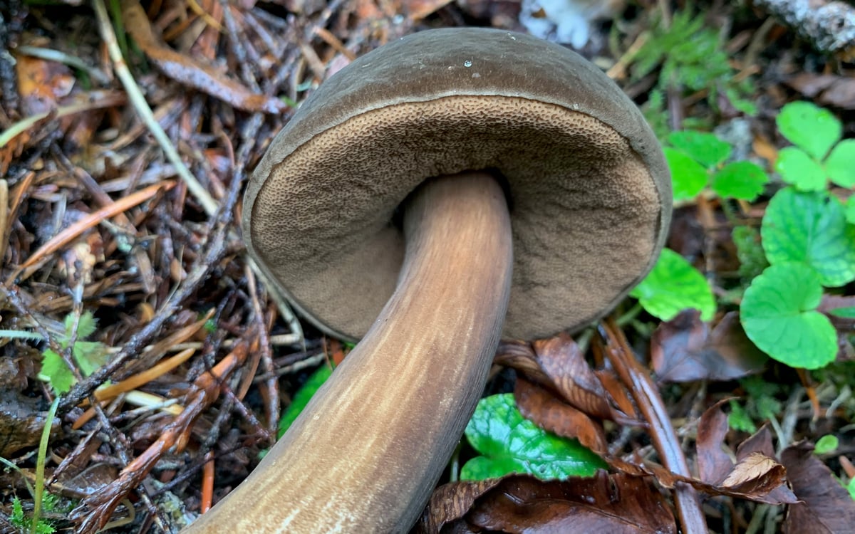 Underside of a dusky bolete: a brown pore surface of small angular pores and a brown stem with paler streaks